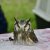 I nostri amici animali